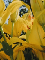 Recent photograph by Alena Leskova, 3