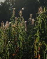 Recent photograph by Alena Leskova, 10