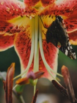 Recent photograph by Alena Leskova, 20