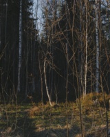 Recent photograph by Alena Leskova, 15
