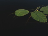 Recent photograph by Alena Leskova, 16
