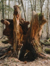 Recent photograph by Alena Leskova, 4