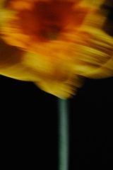 Still Life, image 8