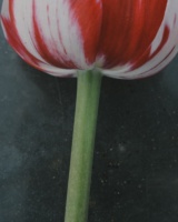 Still Life, image 17