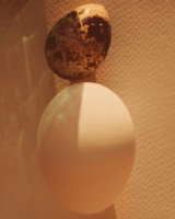 Still Life, image 16